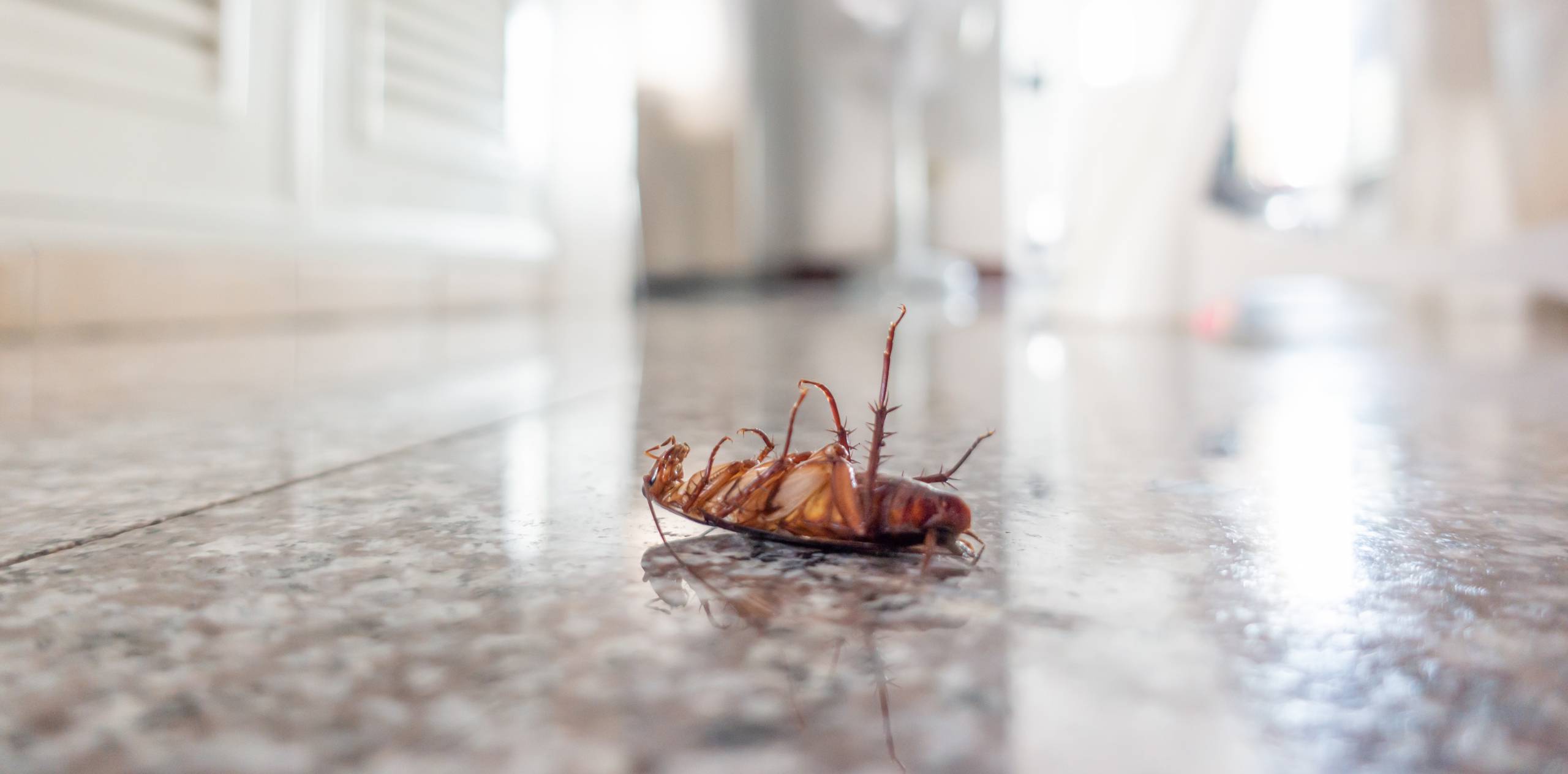 dead cockroach