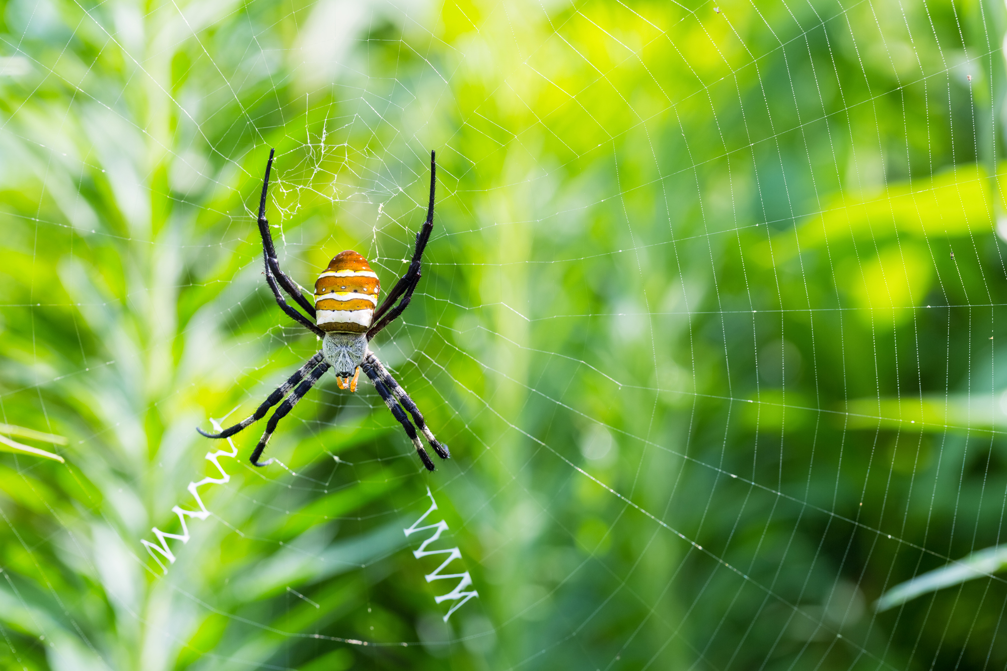 wasp spider